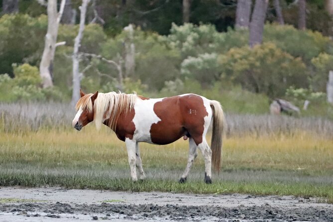 Chincoteagues Up The Bay Pony and Wildlife Tour by Boat - Common questions