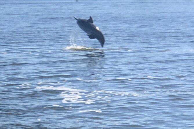 Cocoa Beach Dolphin Tours on the Banana River - Common questions