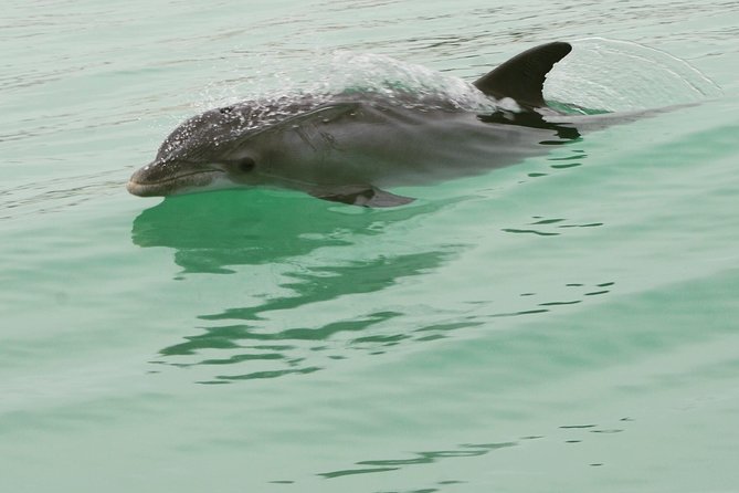 Destin Dolphin Watching Cruise in the Gulf of Mexico - Tour Directions