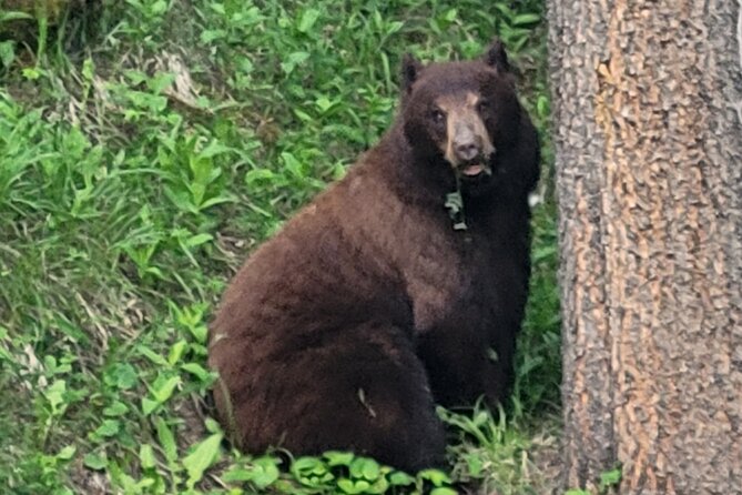 Discover Banff National Park - Day Trip - Common questions