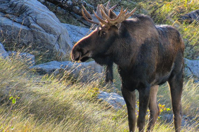 Discover Jasper and Its Wildlife - Wildlife Spotting and Encounters