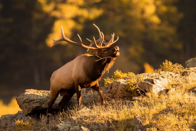 Discover Rocky Mountain National Park From Denver or Boulder - Directions and Logistics