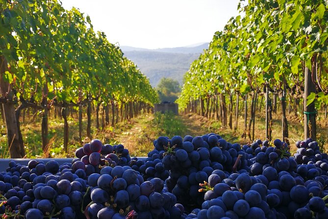 Discover Sustainable Wines in a Guided Tour and Tasting - Wine Sampling Delights