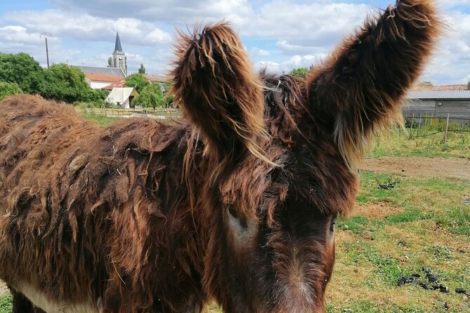 Discovery Day Following in the Footsteps of the Poitou Donkey - Common questions