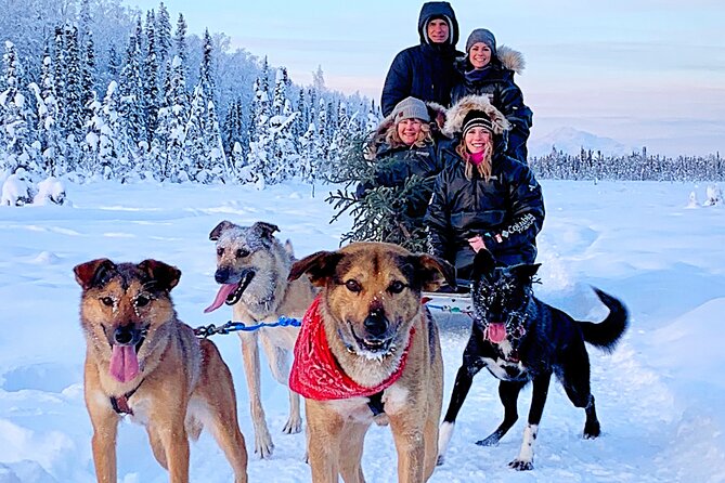 Dog Sledding Adventure in Willow, Alaska - Additional Information