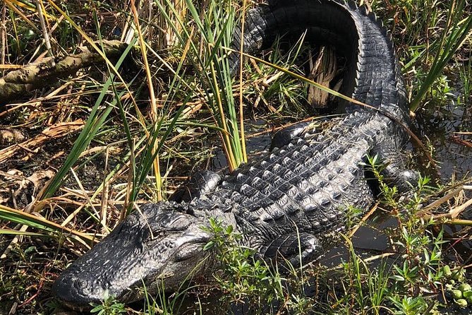 Everglades Airboat Tour Near Orlando Florida - Experience and Highlights