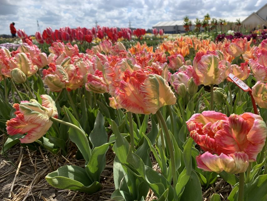 From Lisse: Flower Bike Tour Along Keukenhof and De Tulperij - Important Details