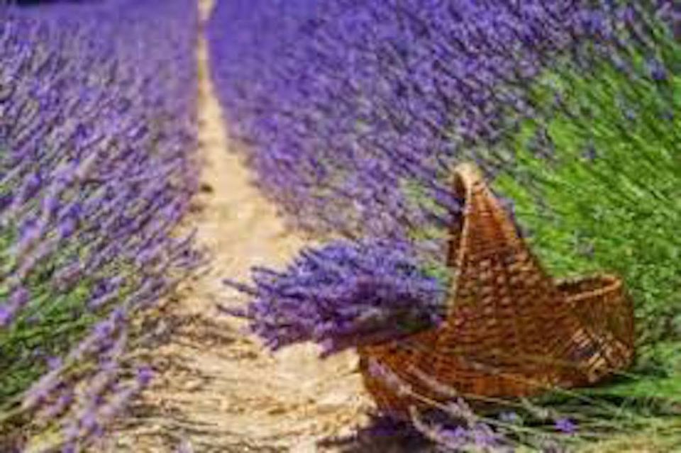 From Nice: Full-Day Provence and Lavender Tour - Additional Information