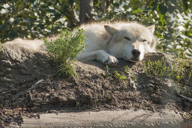 Glaciers and Wildlife: Super Scenic Day Tour From Anchorage - Tour Departure Details