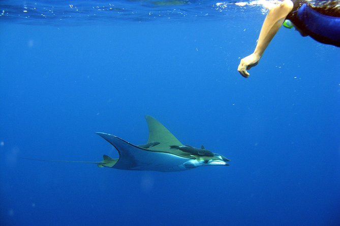 Guided by Divemaster, Cabo San Lucas Short Snorkeling Tour MANTA - Family-Friendly Features