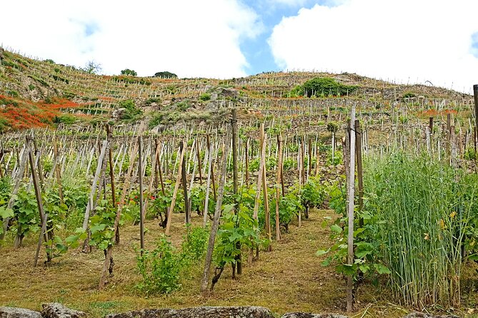 Guided Day Tour and Wine Tasting Northern Rhône Valley - Culinary Delights