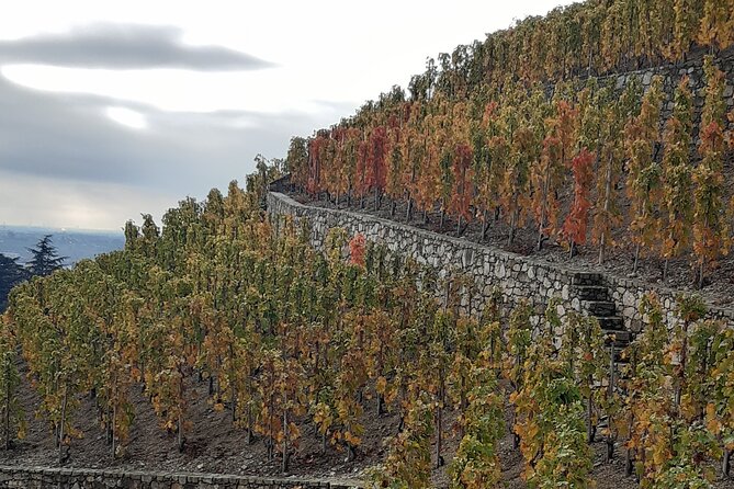 Guided Tour and Wine Tasting Northern Rhône Valley - Positive Feedback