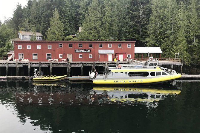 Half-Day Whale Watching Adventure From Telegraph Cove - Customer Experience