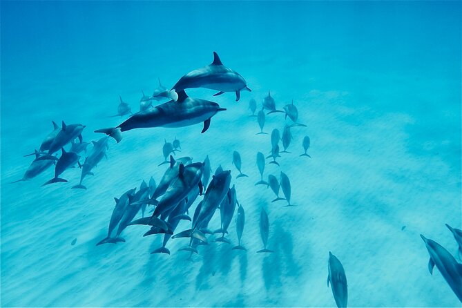 Hawaii: Oahu Dolphin and Sea Life Swimming and Snorkeling Trip  - Honolulu - Weather Considerations
