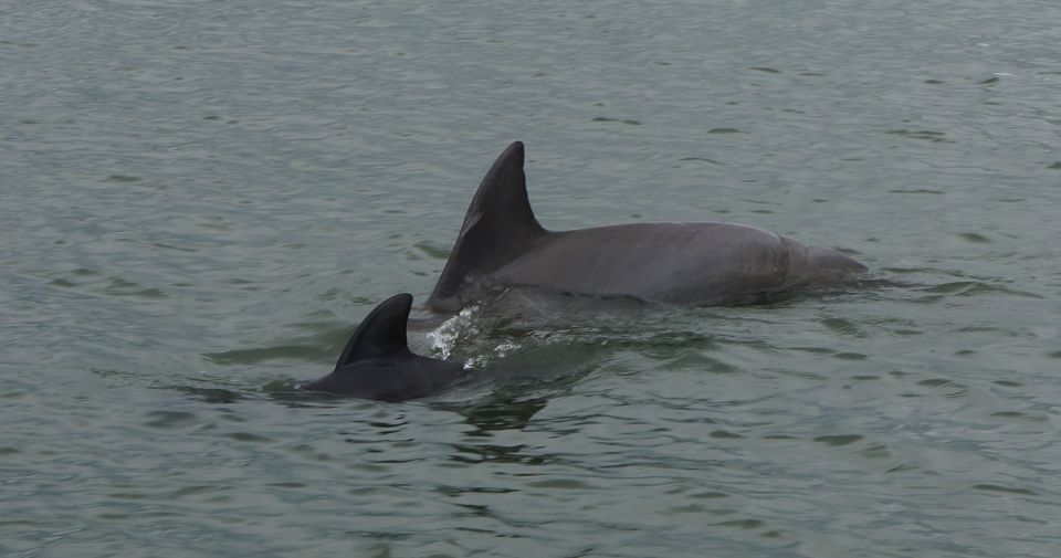 Hilton Head Island: Dolphin and Nature Tour - Additional Information