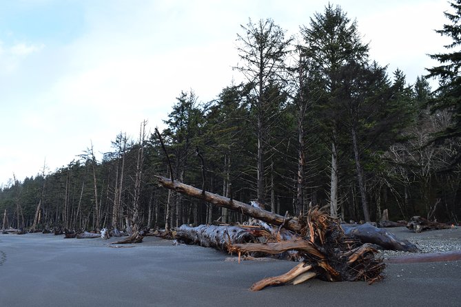 Hoh Rain Forest and Rialto Beach Guided Tour in Olympic National Park - Final Words