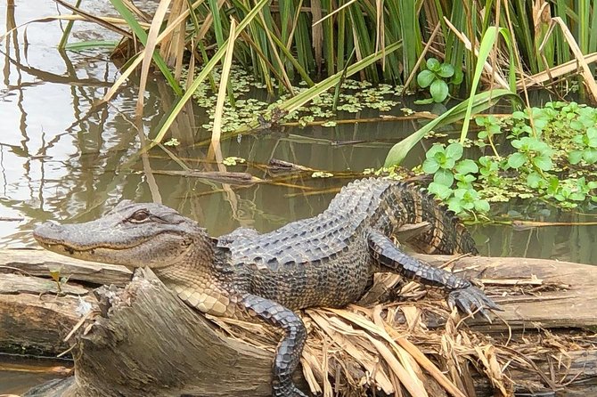 Honey Island Swamp Boat Tour With Transportation From New Orleans - Overall Tour Experience