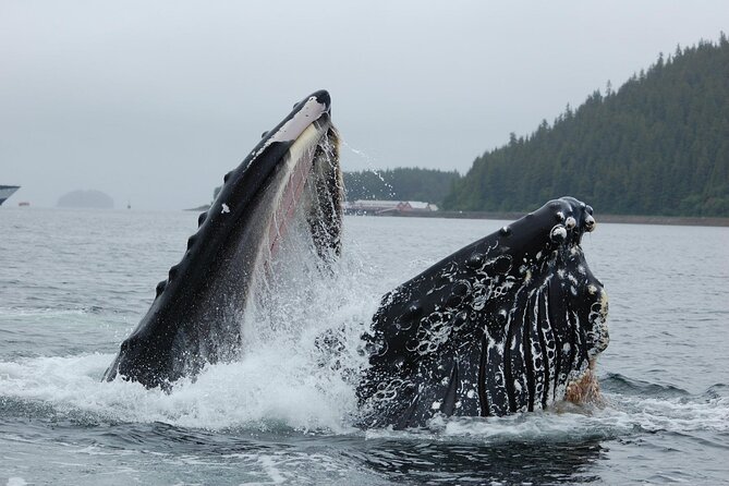 Hoonah Whale-Watching Cruise - Important Directions