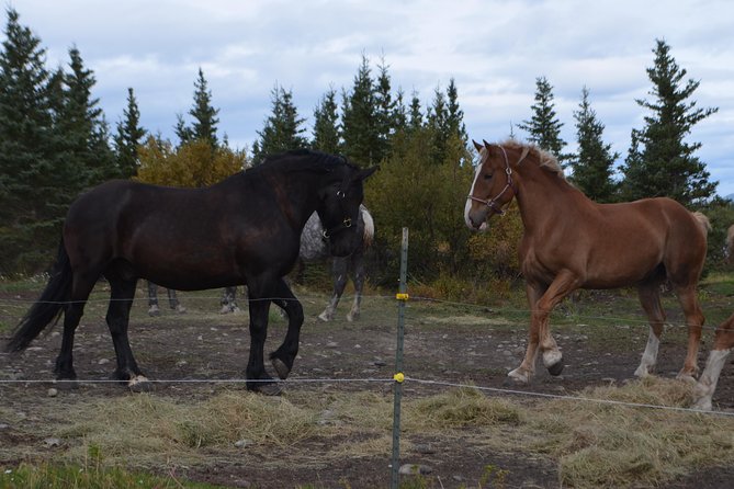 Horse-Drawn Covered Wagon Ride With Backcountry Dining - Customer Reviews and Pricing