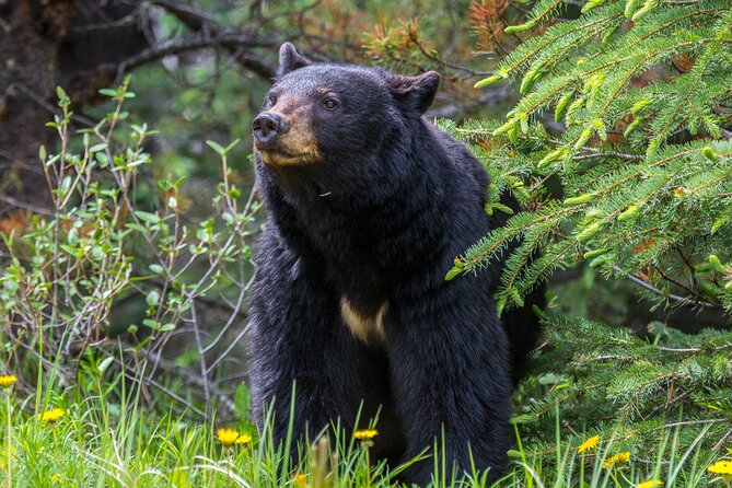 Jasper Evening Wildlife Tour - Common questions