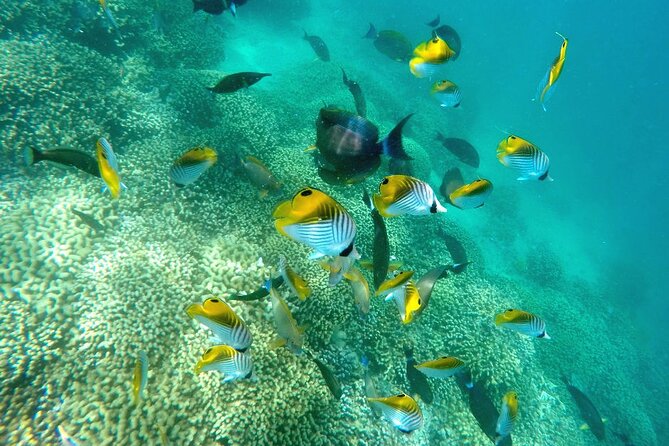 Kaneohe Sandbar Snorkeling Tour, 2nd Tour - Directions and Important Information