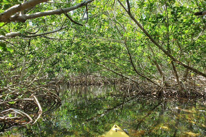 Kayaking Tour of Mangrove Maze in Key West  - Key Largo - Common questions