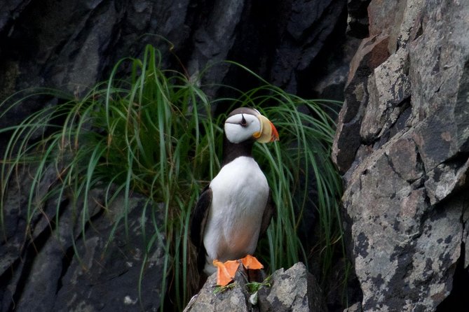 Kenai Fjords and Resurrection Bay Half-Day Wildlife Cruise - Traveler Photos