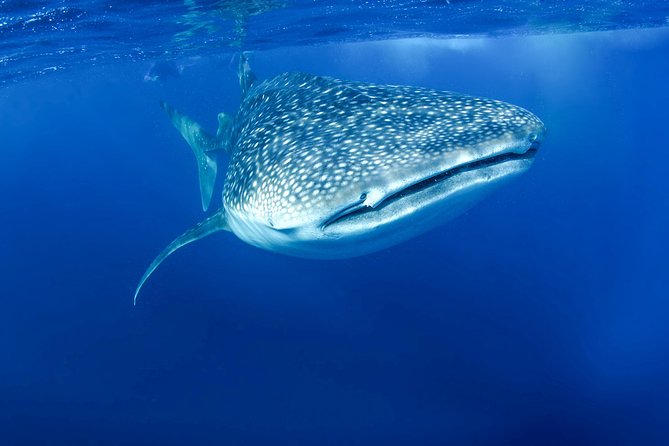 La Paz Whale Shark Snorkeling Tour and Lunch From Los Cabos - Customer Reviews