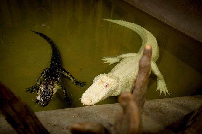 Large Airboat Ride With Transportation From New Orleans - Directions