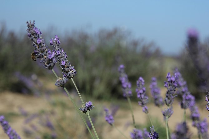 Lavender Tour Sault From Marseille - Pricing Information