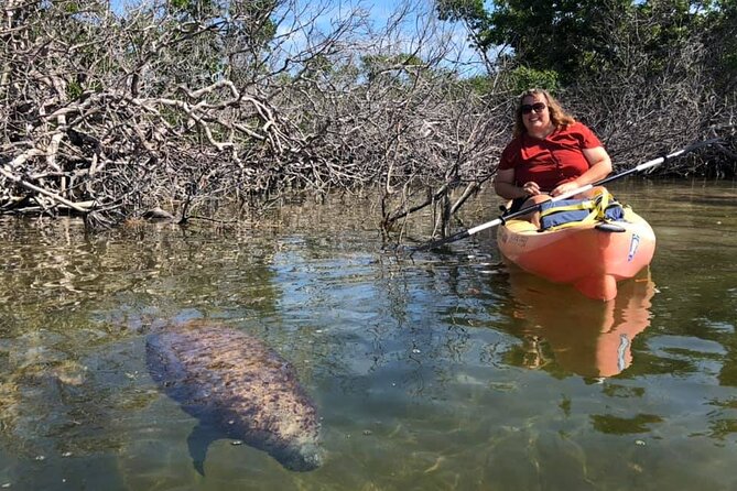 Mangroves and Manatees - Guided Kayak Eco Tour - Wildlife Encounters