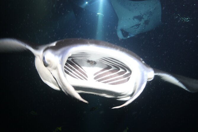 Manta Ray Night Snorkel Tour From Kona - Logistics