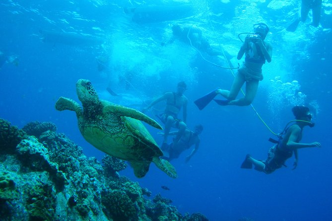 Maui Snorkeling Molokini Crater and Turtle Town - Hosts Insights