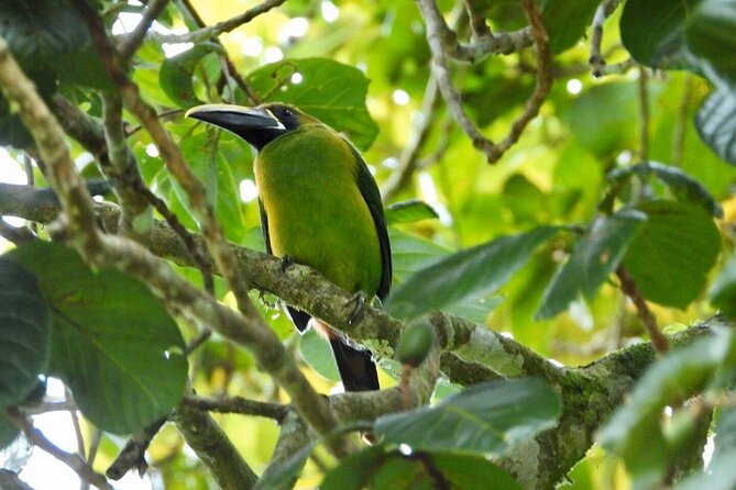 Monteverde Cloud Forest Reserve Morning Walk -Monteverde Wild- - Final Words