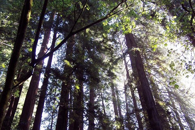 Muir Woods Tour of California Coastal Redwoods - Directions