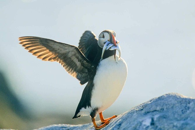 Newfoundland Puffin and Whale Watch Cruise - Wildlife Viewing Experience