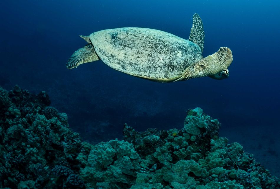 Oahu Night Dive: Adventure for Certified Divers - Charter Features