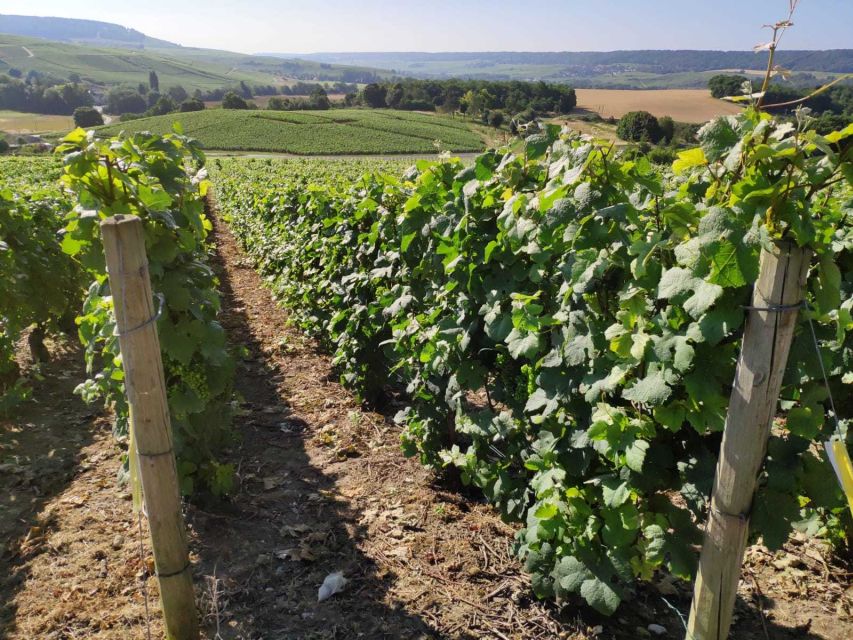 Paris: Private Epernay Trip With Champagne Vineyard Tastings - Additional Information