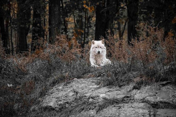 Private Day Tour to Wildlife Parc Omega and Montebello Lodge From Montreal - Booking Details