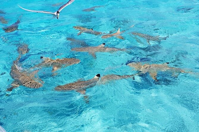 Private Half-Day Excursion on the Lagoon of Bora Bora - Safety and Security Measures