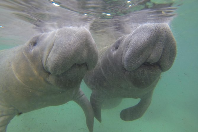 Private Manatee Swim for up to 6 With In-Water Divemaster/Photographer - Final Words