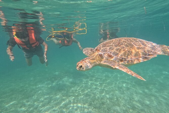 Private Snorkeling With Sea Turtles in Akumal Beach - Tour Guides Expertise