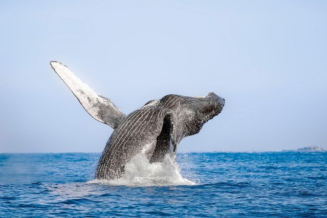 Puerto Vallarta Whale-Watching Tour - Common questions