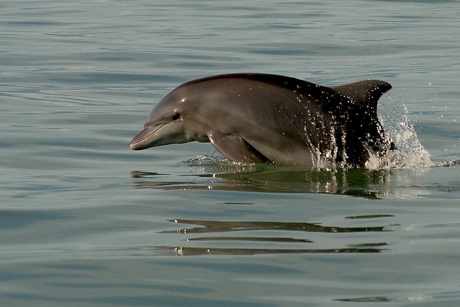 Puerto Vallarta Wildlife Boat Tour - Final Words