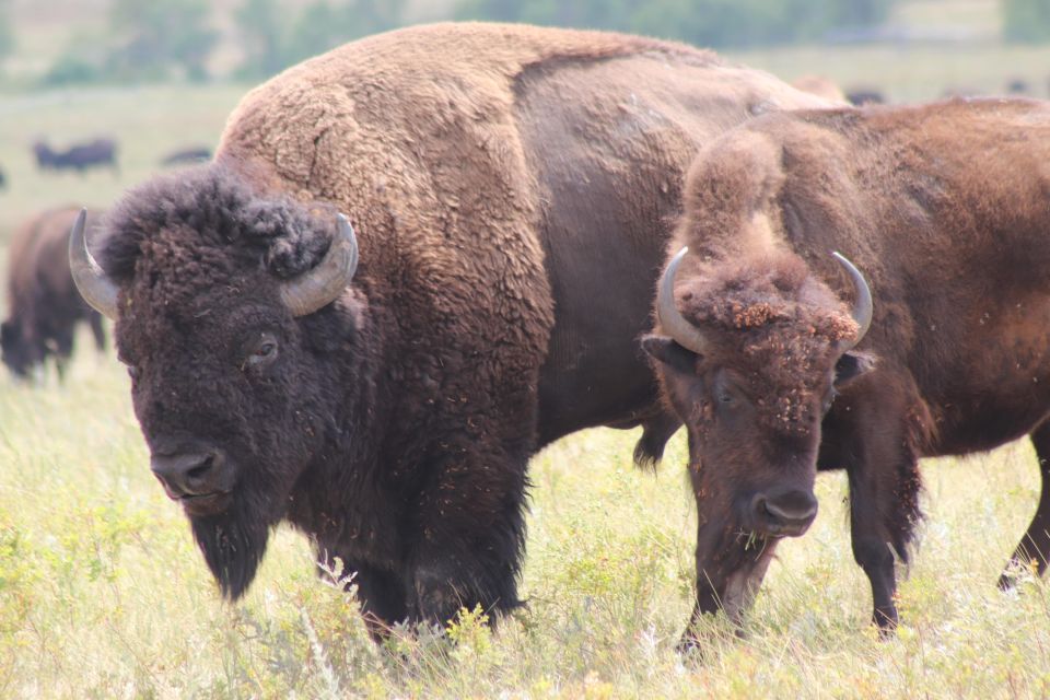 Rapid City: Mt Rushmore Custer State Park & Crazy Horse - Lakota People and History