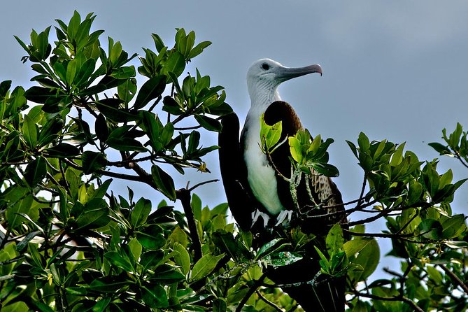 Sian Kaan Full-Day Tour From Tulum With Snorkeling - Customer Reviews