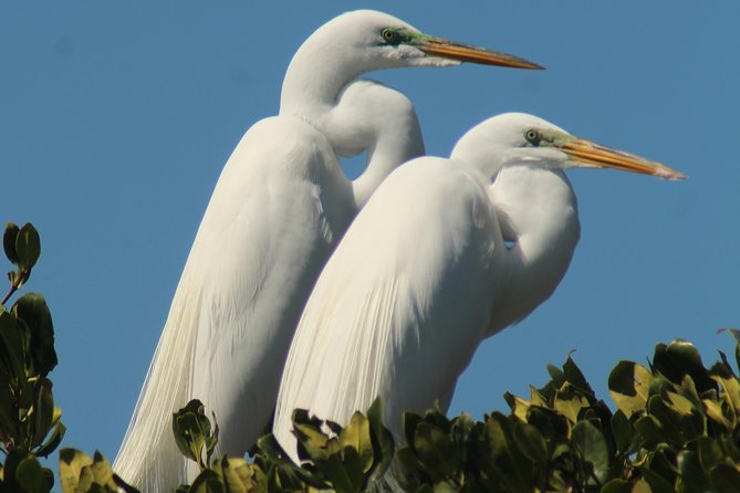 Small Group Boat, Kayak and Walking Guided Eco Tour in Everglades National Park - Nature Exploration Activities