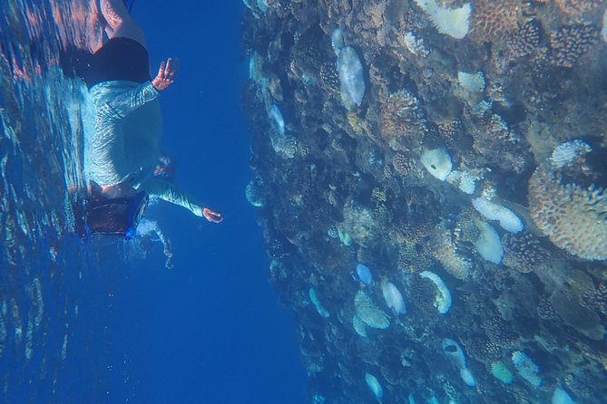 Small-Group Morning Snorkeling Tour to See Turtles  - Tahiti - Booking Expectations