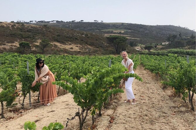 Small Group Wine Tour in the Vineyards of the Gulf of St-Tropez - Local Wine Varietals