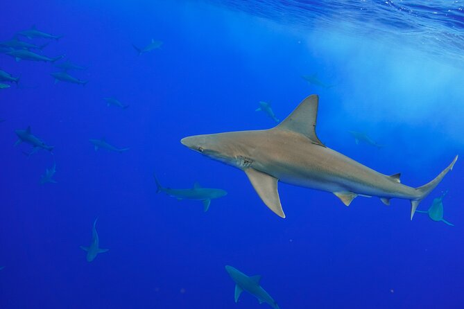 Snorkel and Dive With Sharks in Hawaii With One Ocean Diving - Common questions